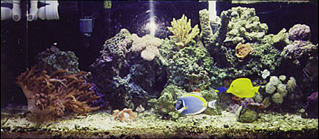 Saltwater Reef Aquarium